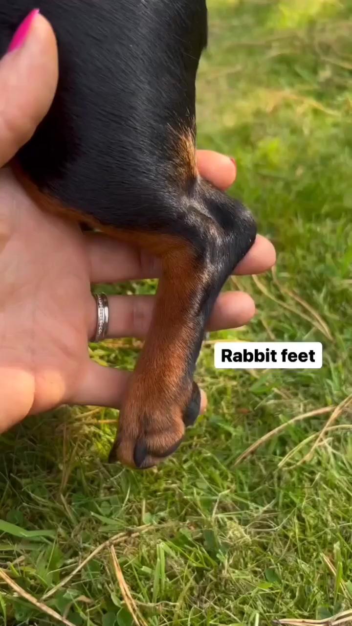 Dachshund videos | dachshund puppy miniature