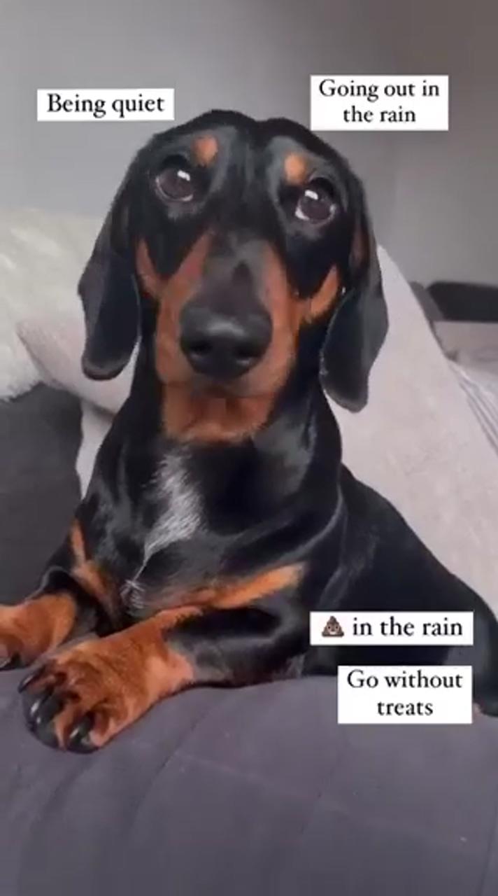 Dachshund videos | dachshund quotes