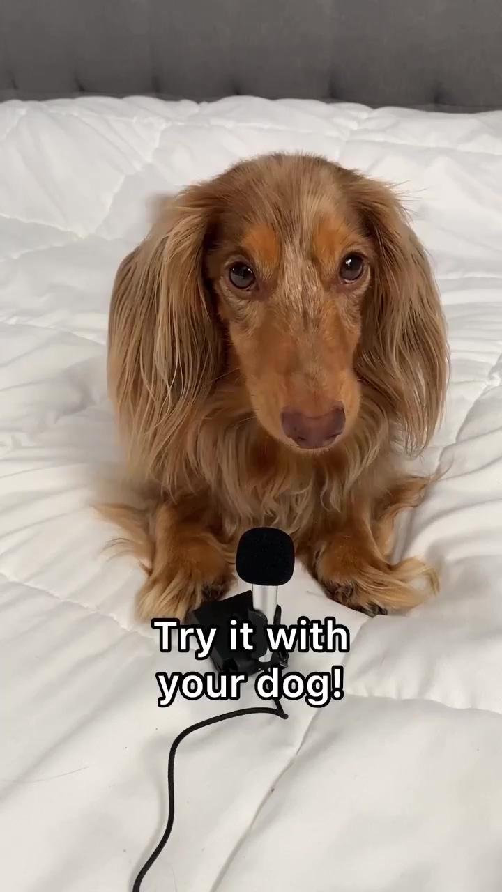 Dachshund videos | dachshund videos