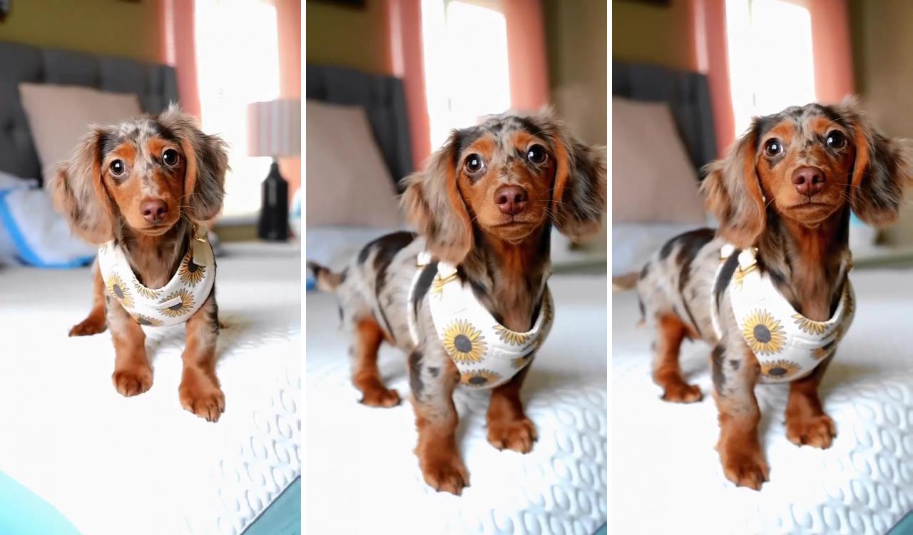 Dachshund videos; dapple dachshund puppy