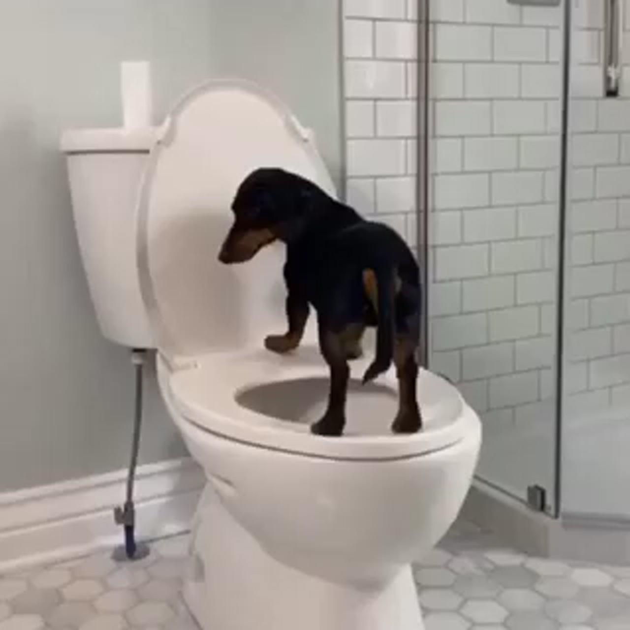 Dachshund videos | funny dachshund pictures