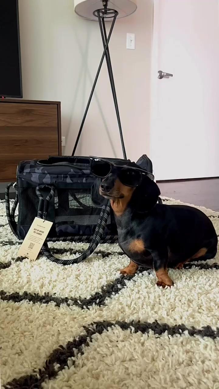 Dachshund videos; now that looks like a great toy 