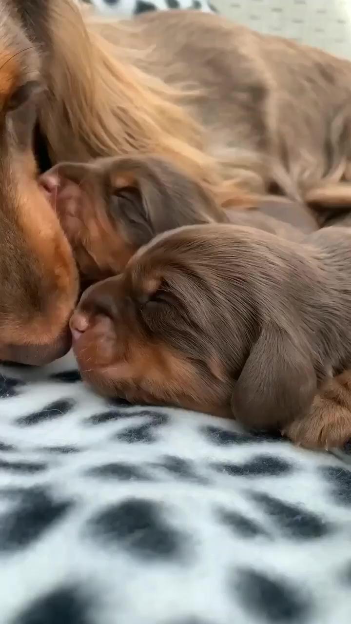 Dachshund videos; super cute puppies