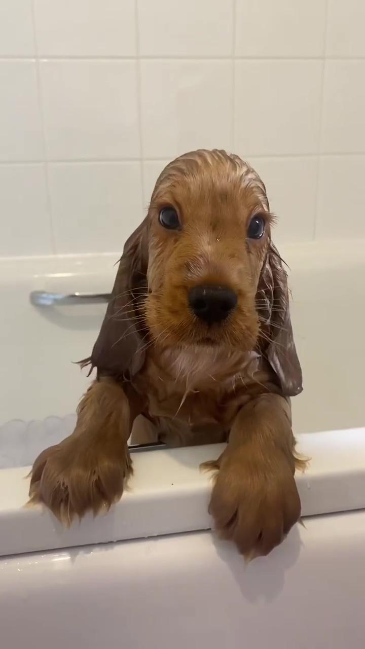 Dachshund videos | super cute puppies