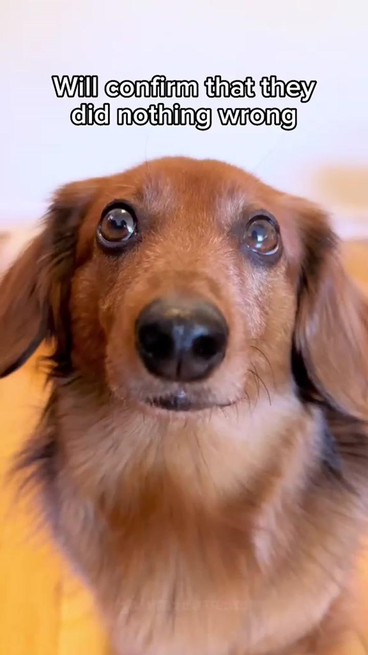Deliciously fun diy dog training treats to keep your pup wagging | dachshund videos