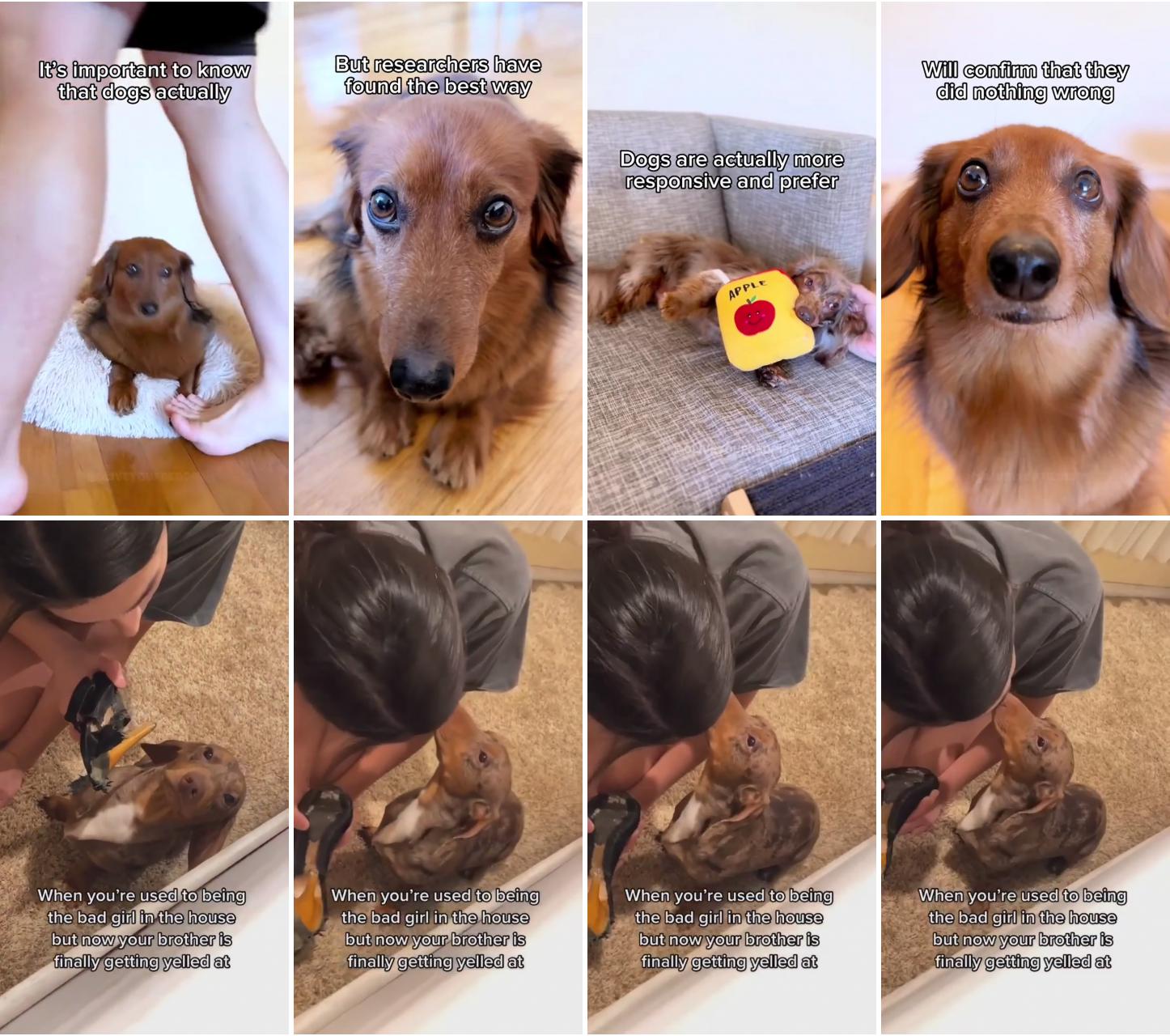 Deliciously fun diy dog training treats to keep your pup wagging; dachshund videos