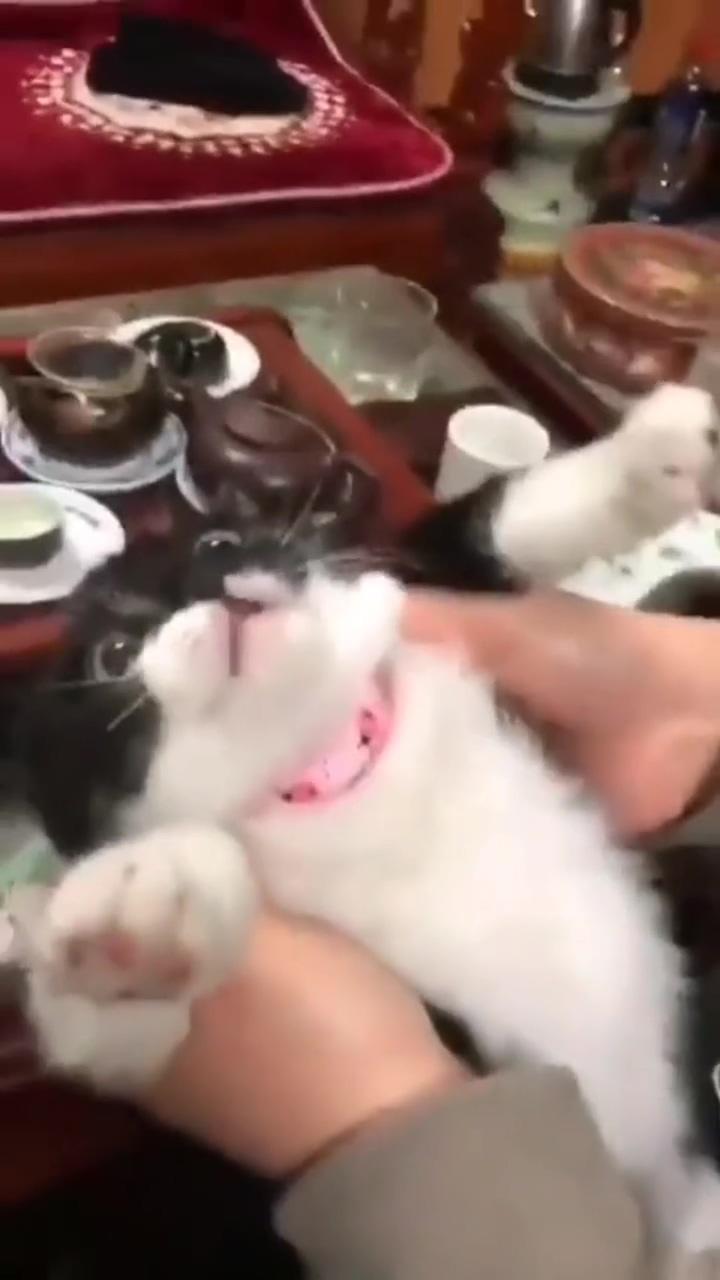 Dinner time for cute kitty  | kittens cutest
