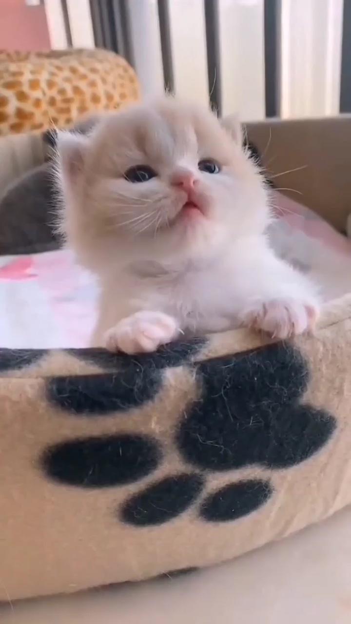 Do you love me; cute little kitten 