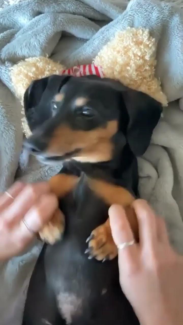 Dog drum, so cute | dachshund puppy long haired