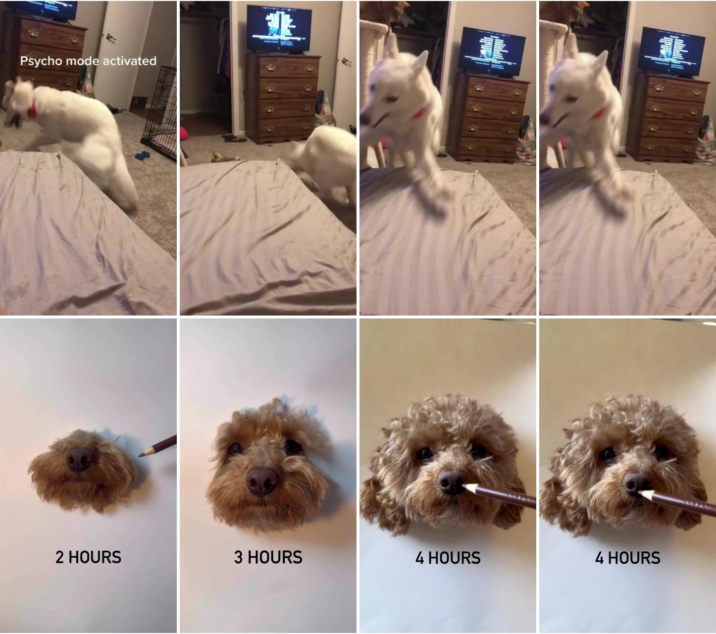 Dog funny videos; watch till end 
