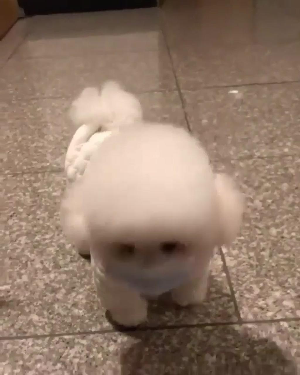 Dog giving social message to wear mask and stay protected | so adorable maltese puppy