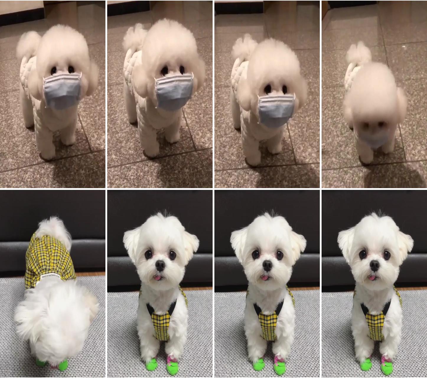 Dog giving social message to wear mask and stay protected; so adorable maltese puppy 