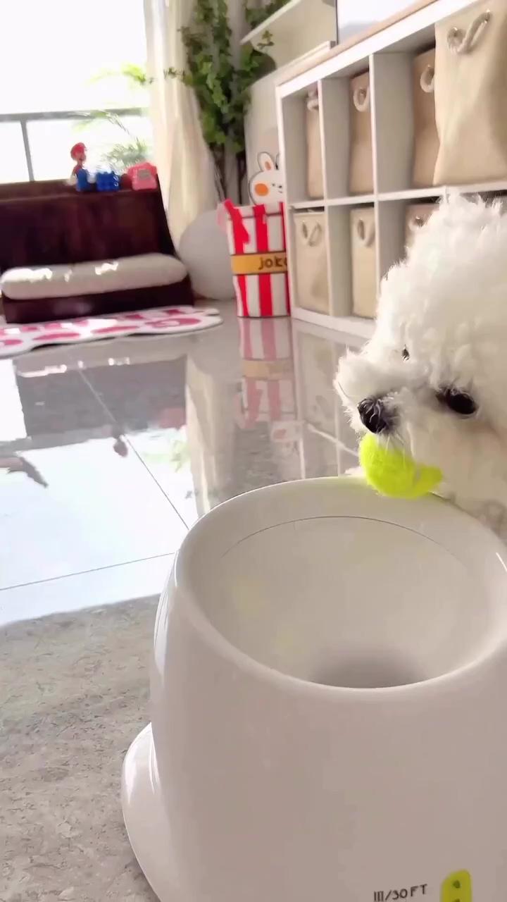 Dog play with ball | cute dogs shihtzu,, best small dogs in the world