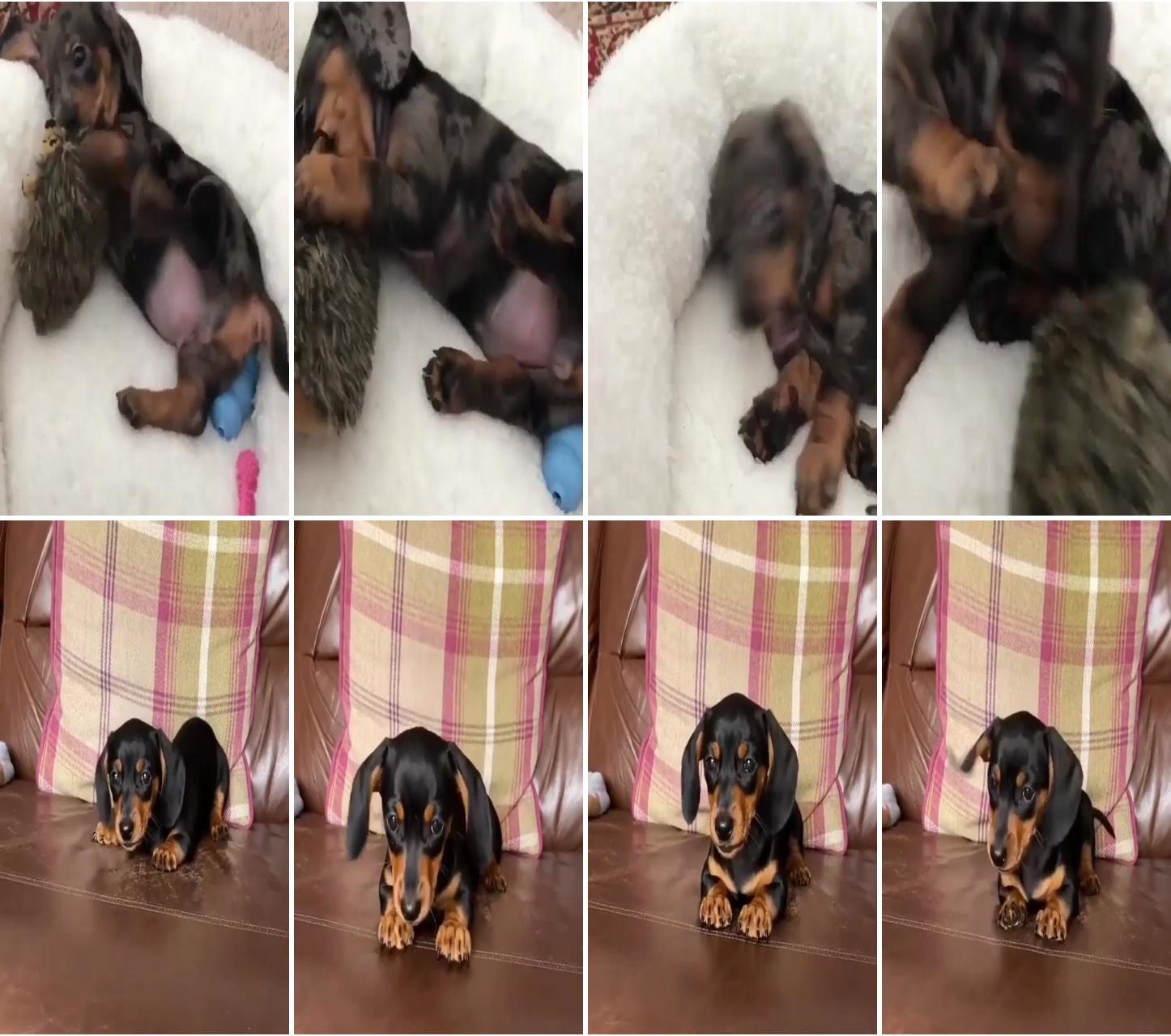 Dog play with toys; dachshund videos