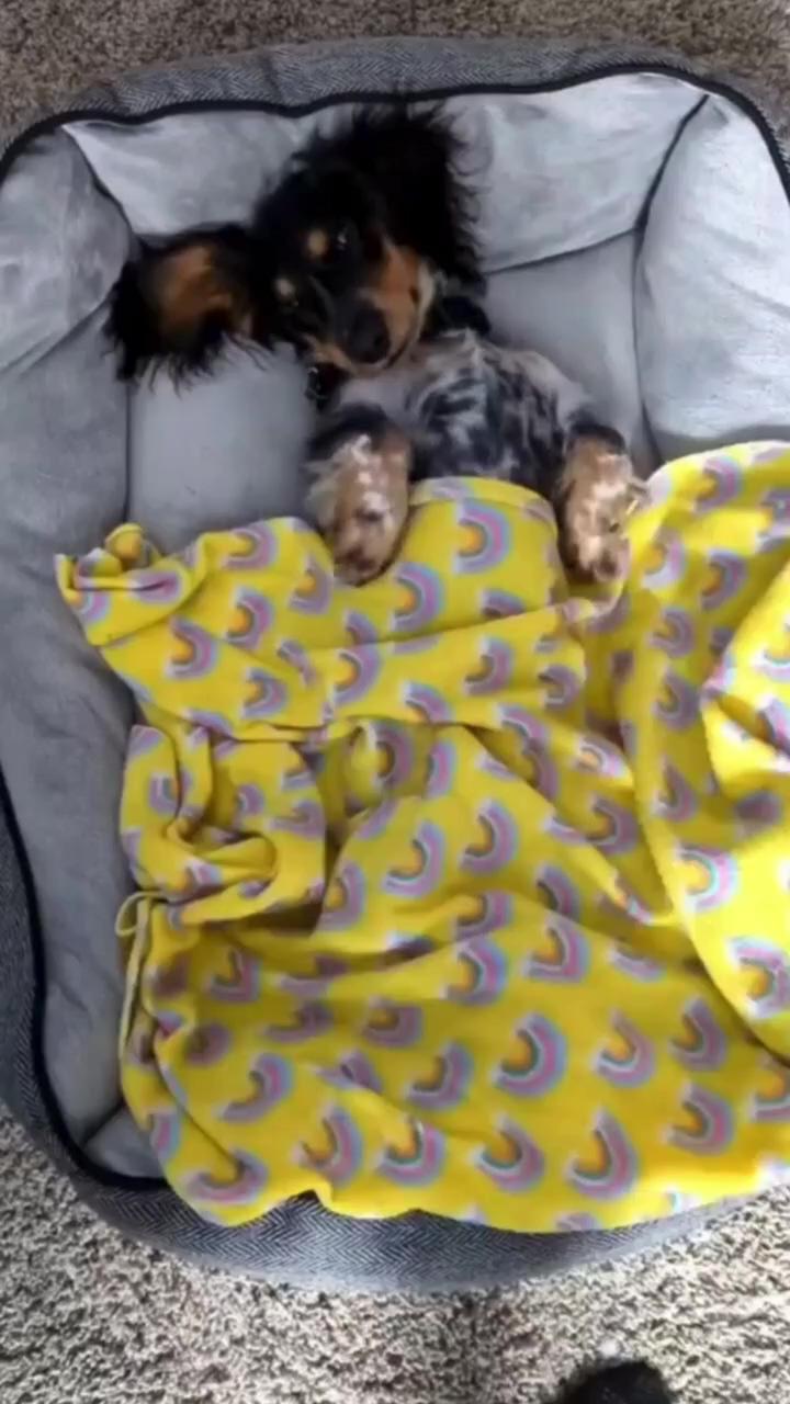 Doga of pinterest, sleeping dog, mini, cute, lifestyle; dachshund videos