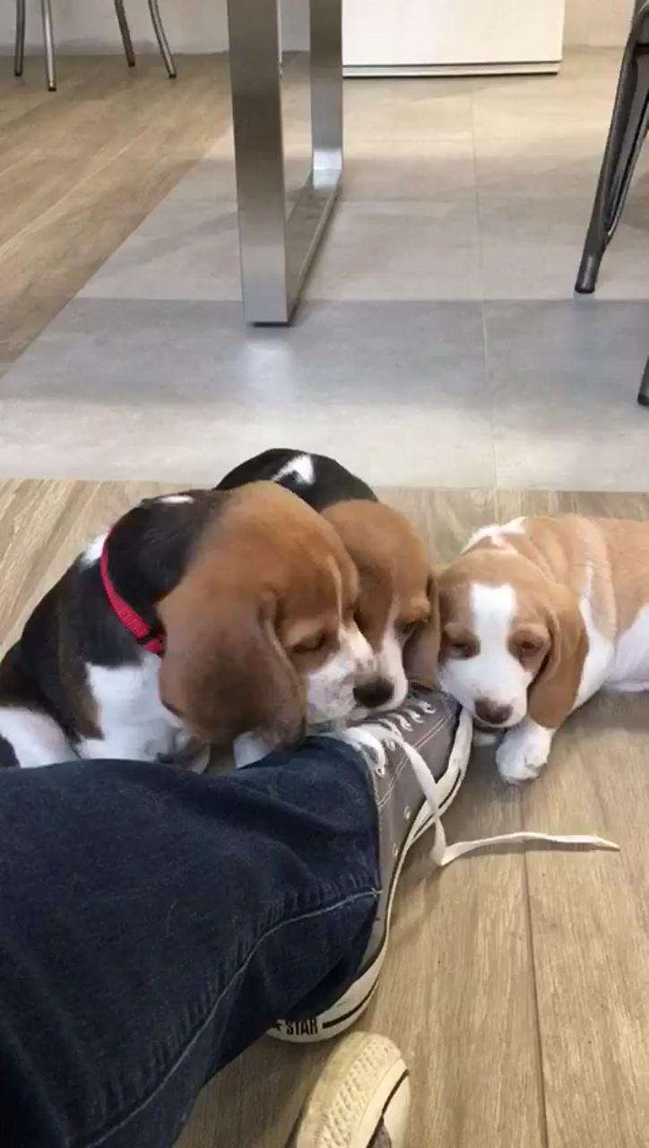 Dogs like converse; baby beagle