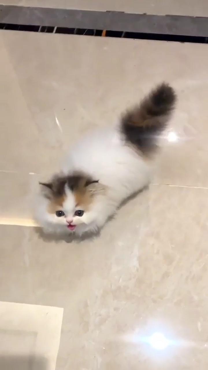 Don't leave me okay | cute little kittens