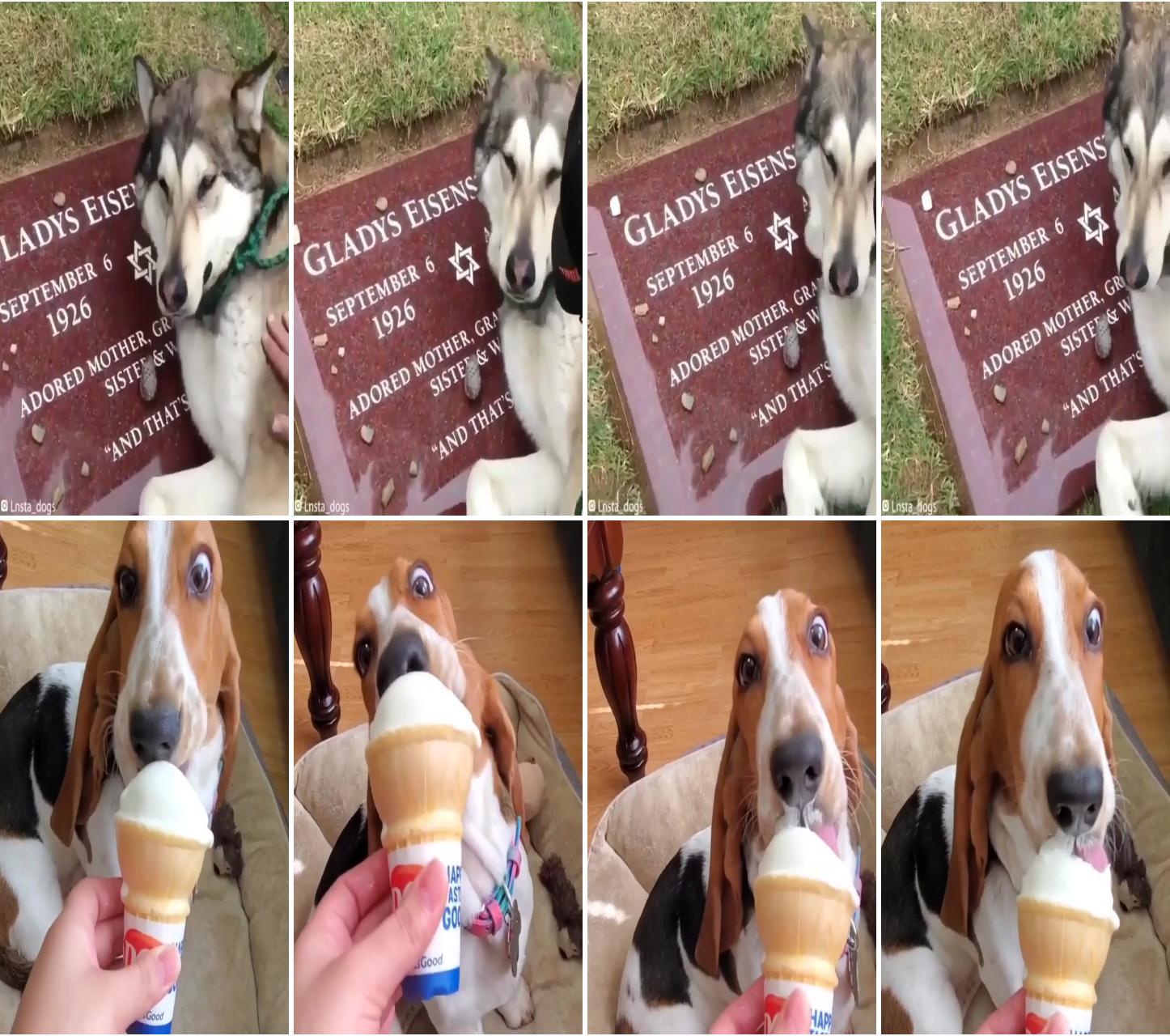 Feeling sad | dog licking ice cream