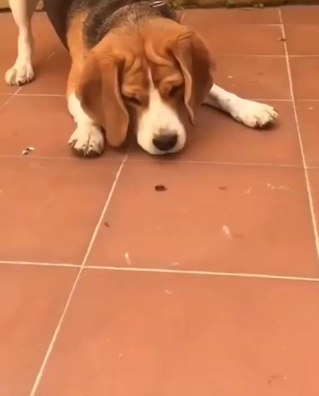Fly and dog | beagle funny