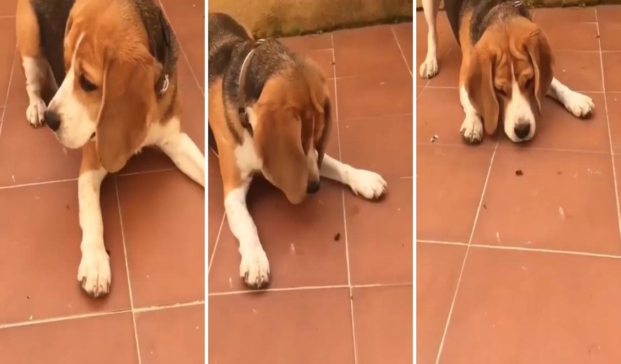Fly and dog; beagle funny