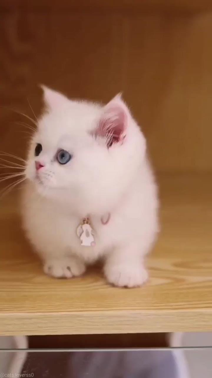 Follow for cute videos; cute little cat kitten 