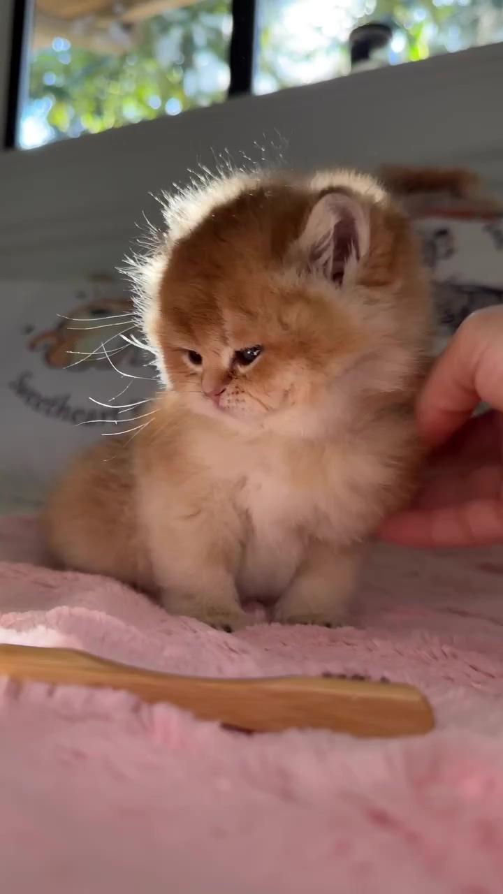 For your pleasure  | cute little kittens