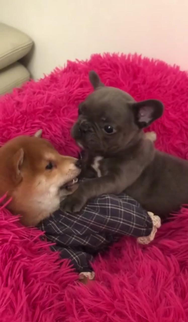 "french bulldog puppy care: nurturing your new furry friend " | french bulldog puppy
