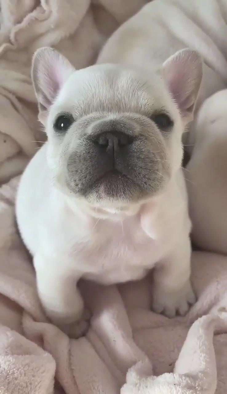  frenchie. f. amily the adorable bulldog baby | cute bulldog puppies