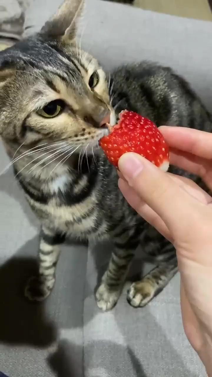 Fruit lover cat collected from pinterest | so cute