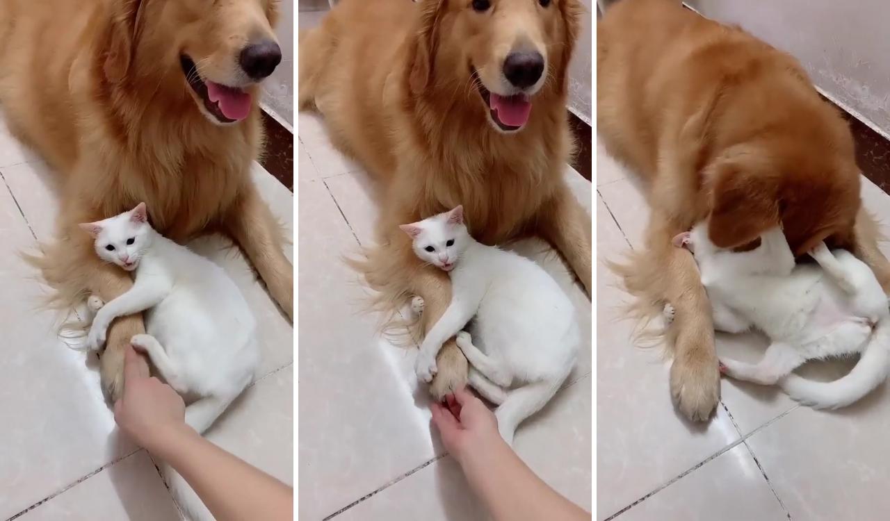 Funny cat and dog; cute baby dogs