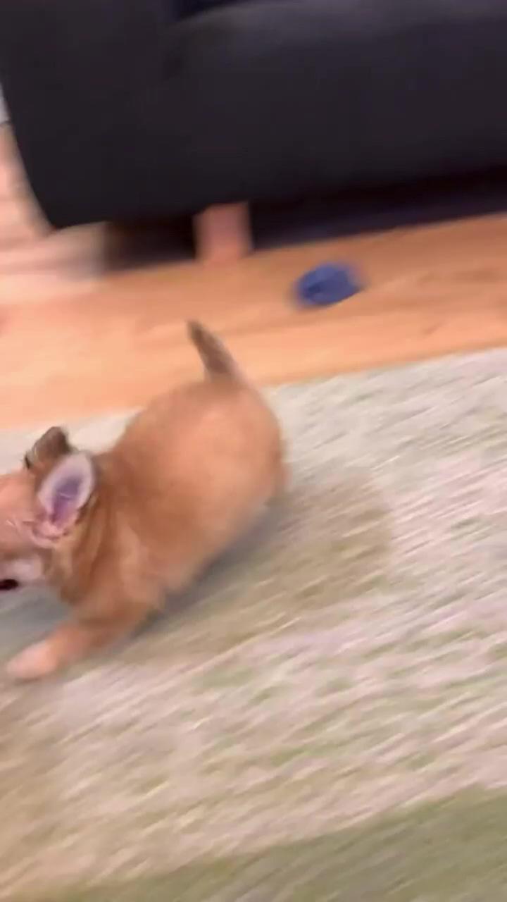 Funny chihuahua dog running | funny chihuahua pictures