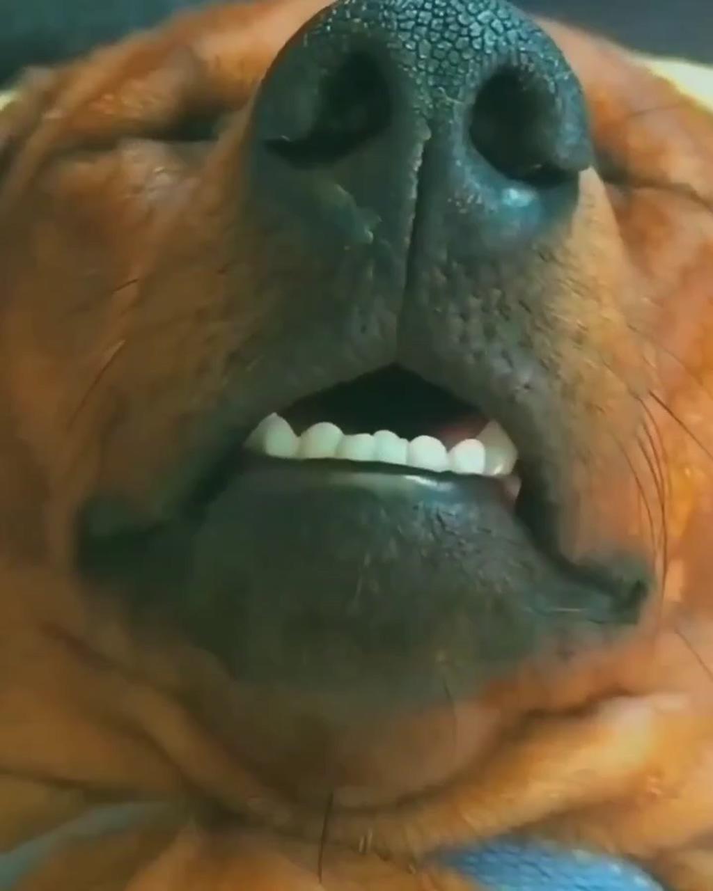Funny dachshund dogs; dachshund mini