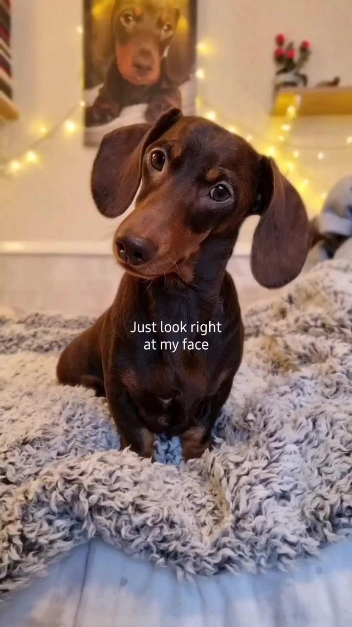 Funny dachshund videos; dachshund funny video