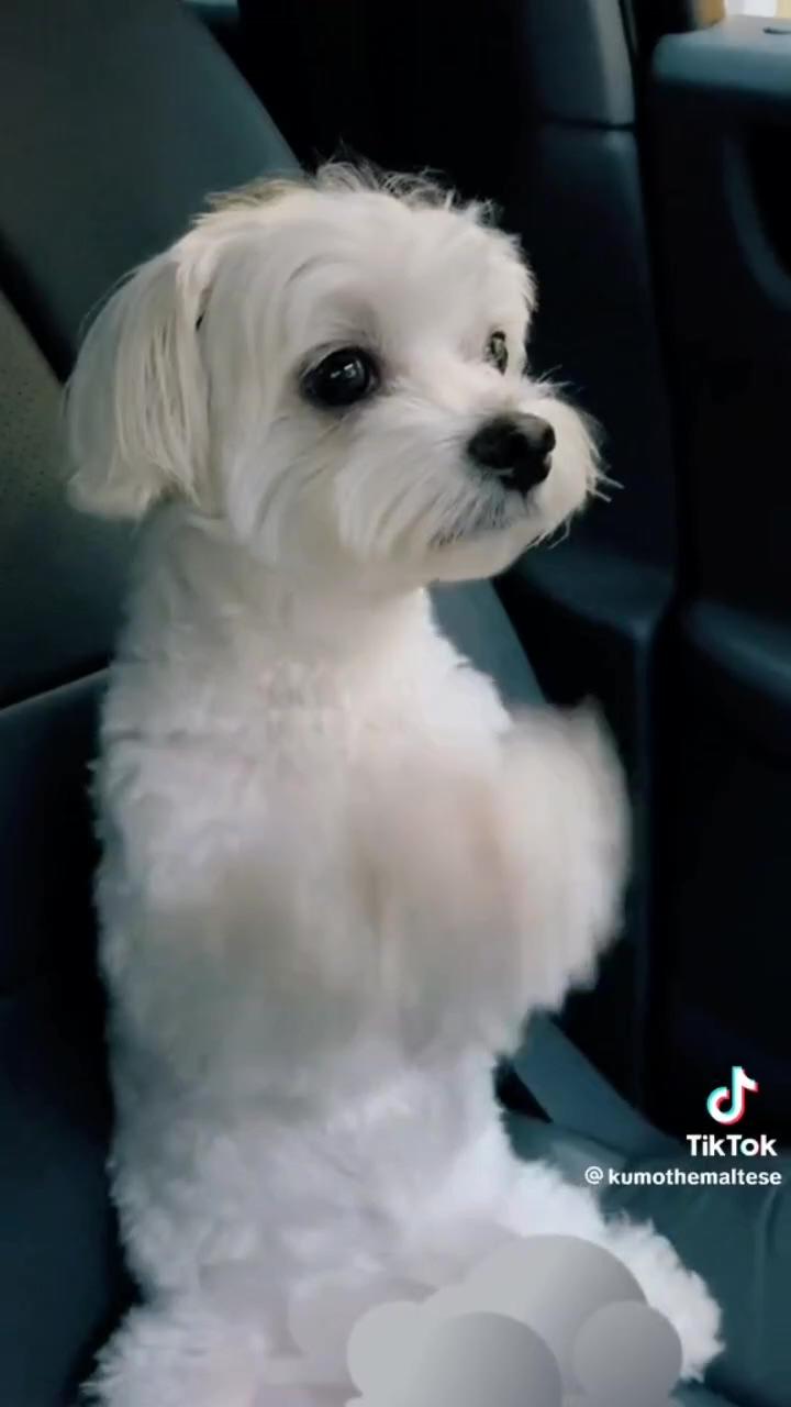 Funny dog  | teacup puppies maltese