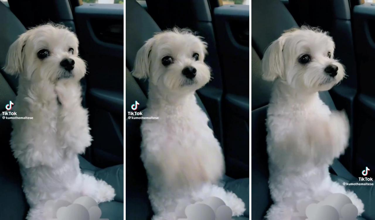 Funny dog ; teacup puppies maltese