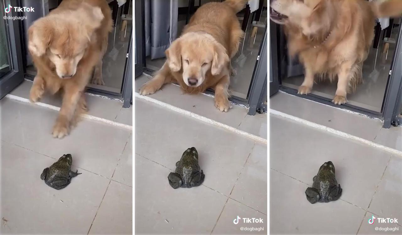  funny dog video 2021  dog's reaction when he saw a frog  #shorts; super cute animals