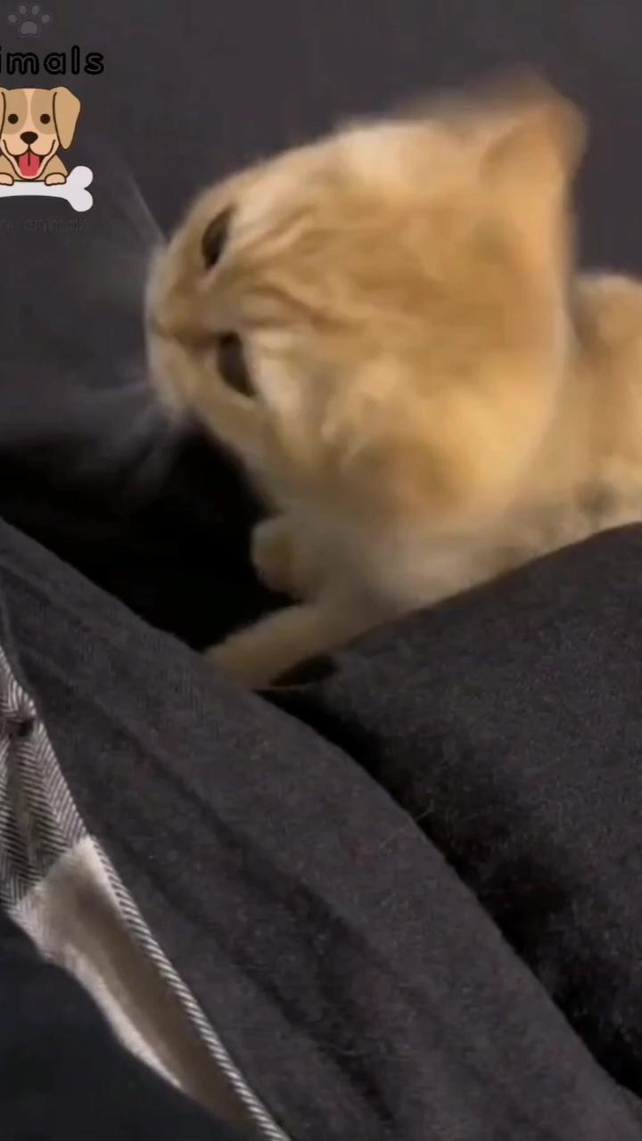 Funny fight dog vs cat | cute little kittens