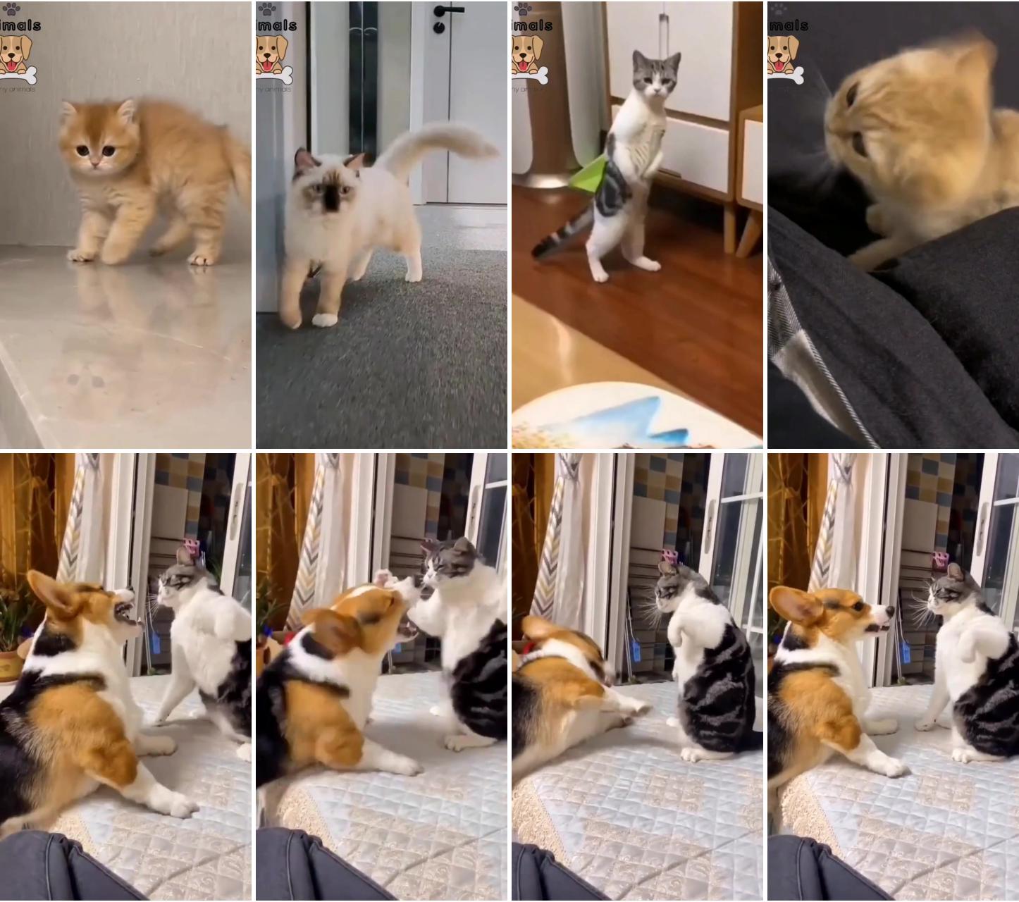 Funny fight dog vs cat; cute little kittens