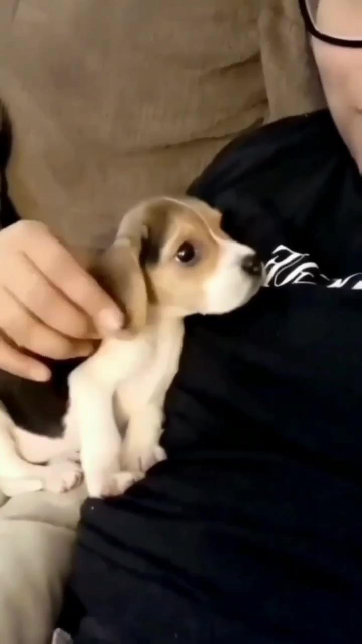 Funny video beagle | baby puppies