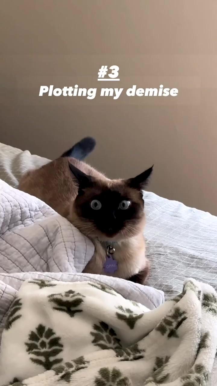 Funny video of siamese cat ; beautiful siamese cat funny 