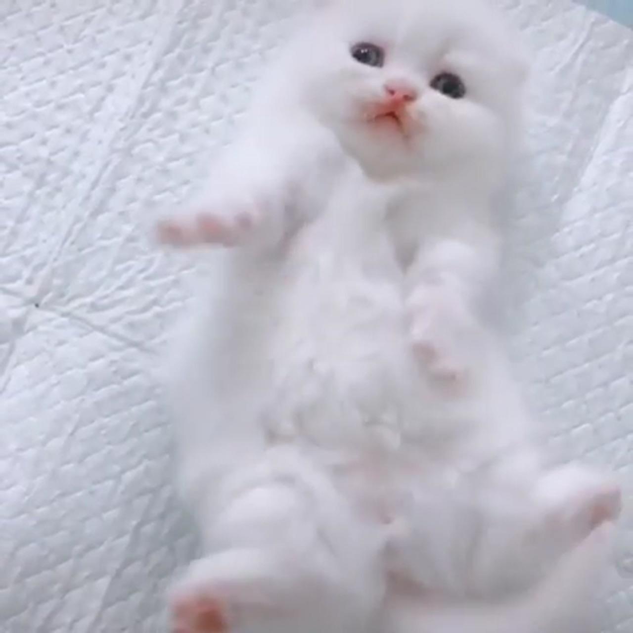 Funnyburst; cute little kittens
