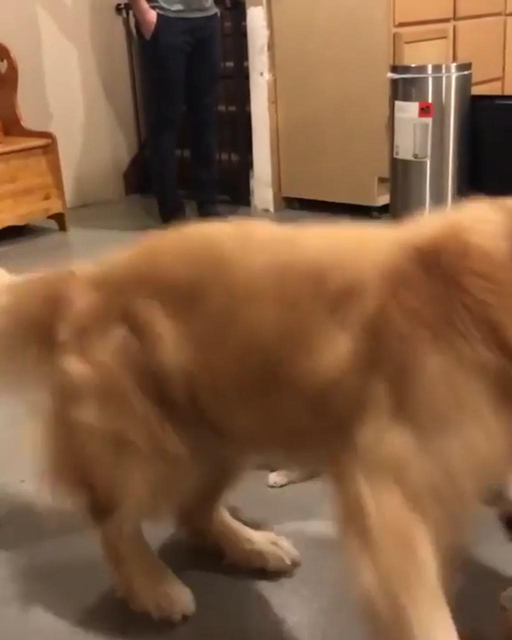 Golden puppies meet their uncle | golden retrievers