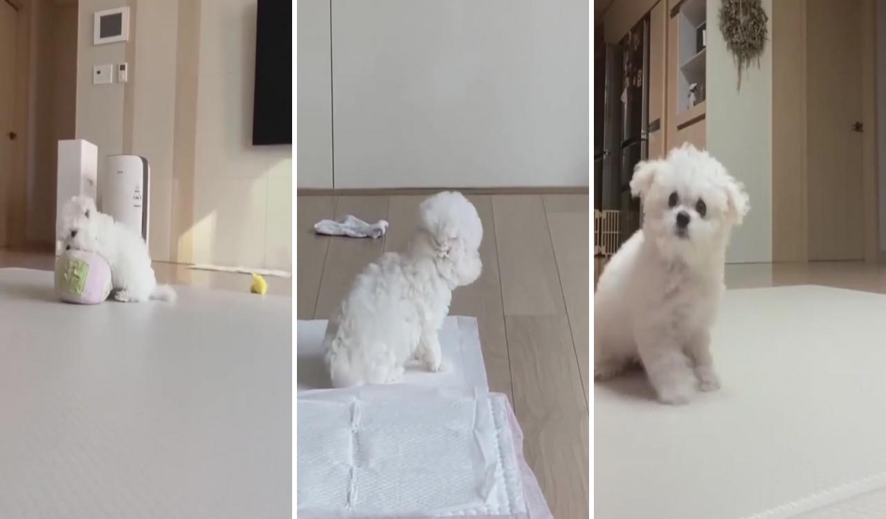 Hahaha, this dog walks like a electric toy; cute teacup puppies