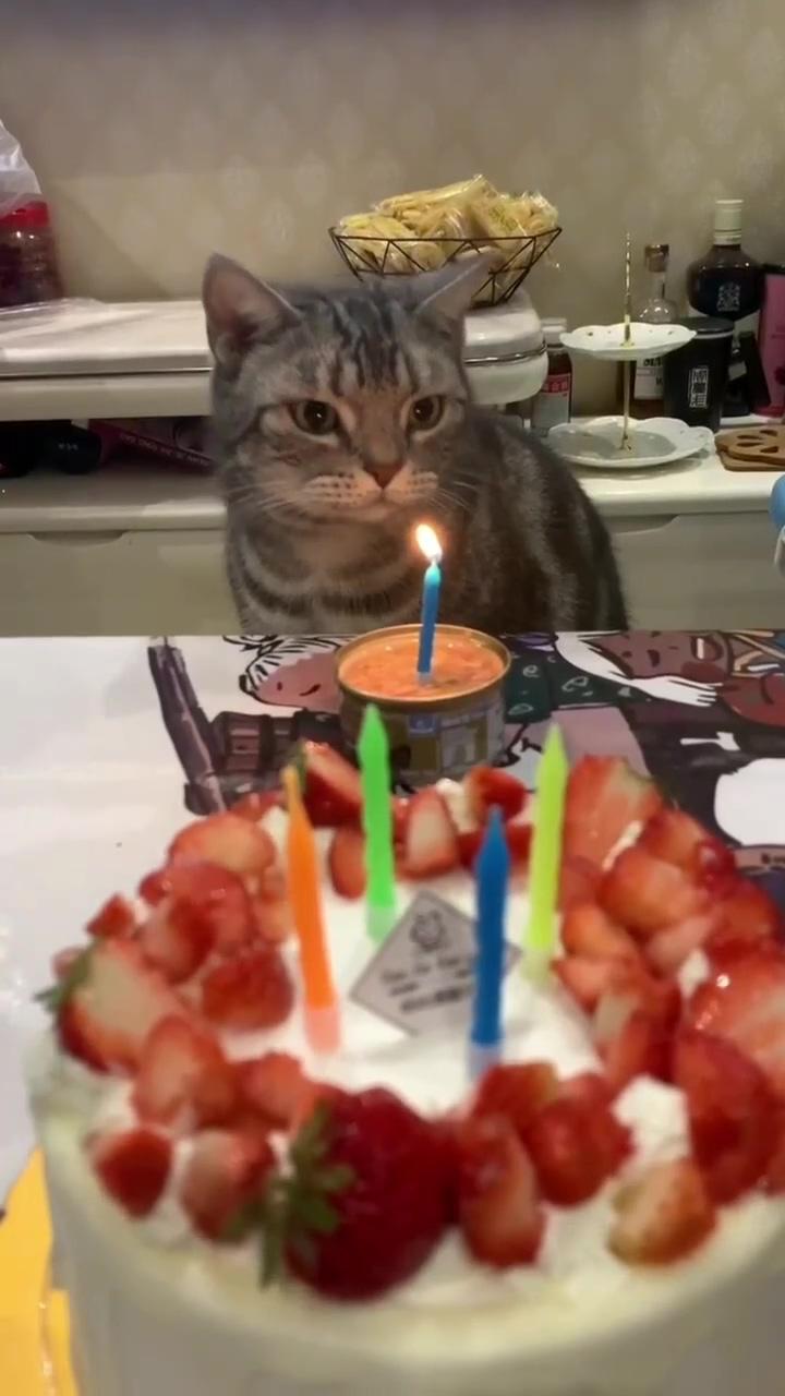 Happy birthday meow | funny cute cats