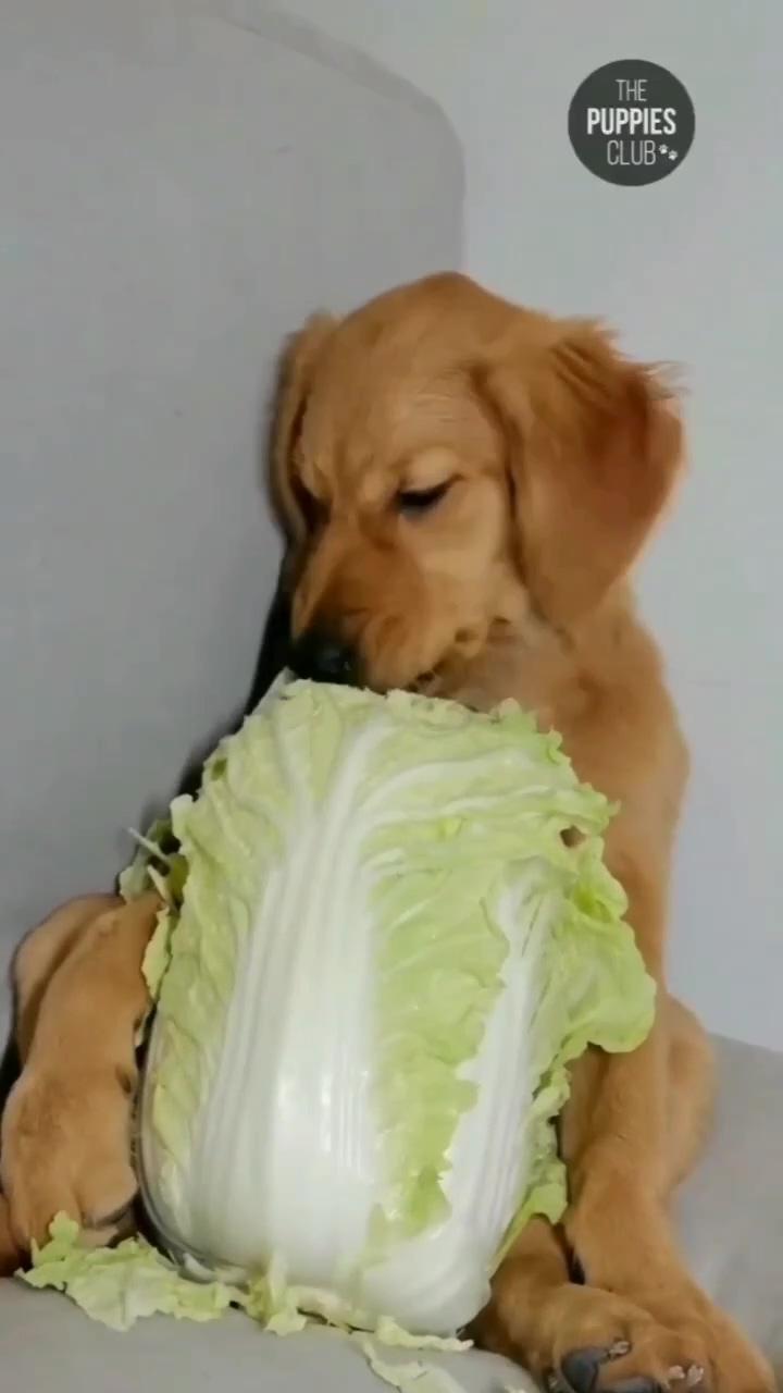 He is really enjoying the veggies  tag someone who should see this #cutedogs | cute animals puppies