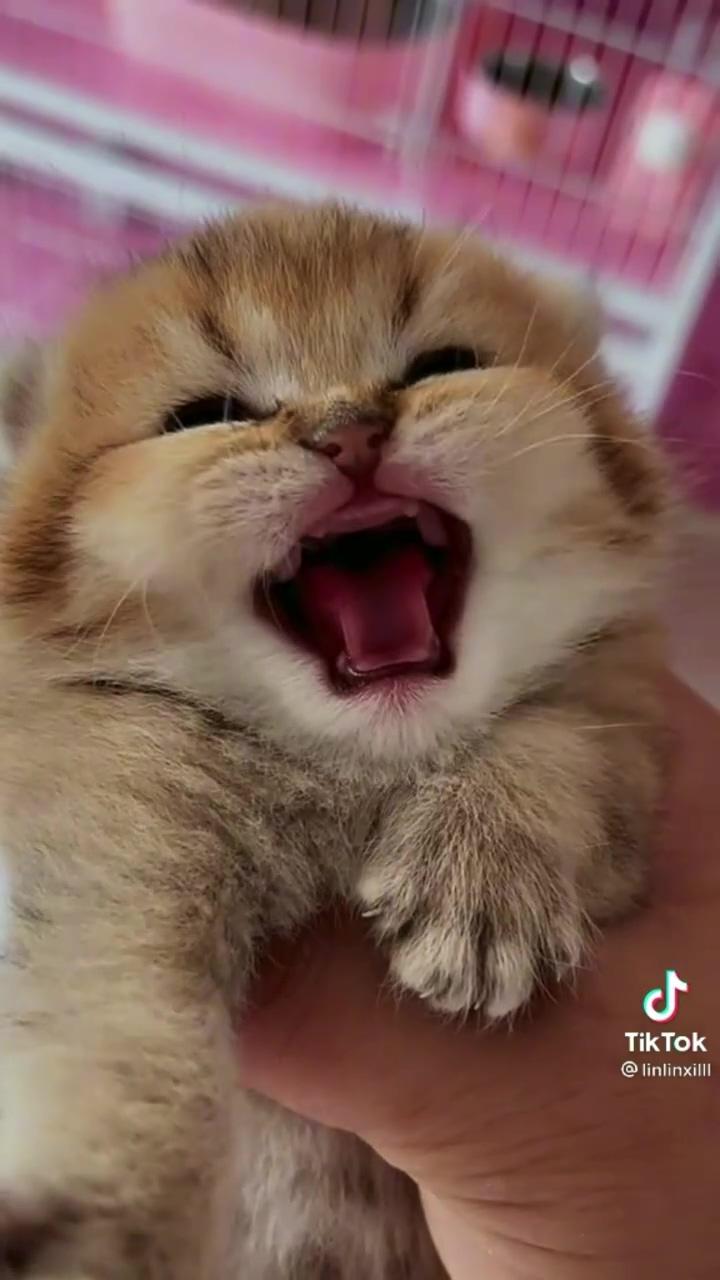 Her meow is so cute and adorable | cute little kittens