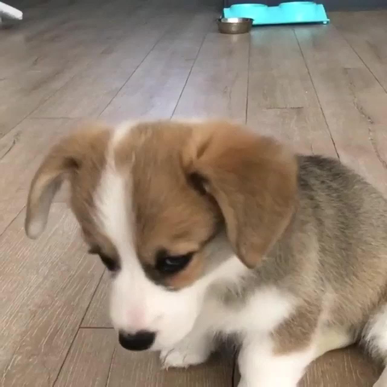 Her nose looks like a heart | beagle family