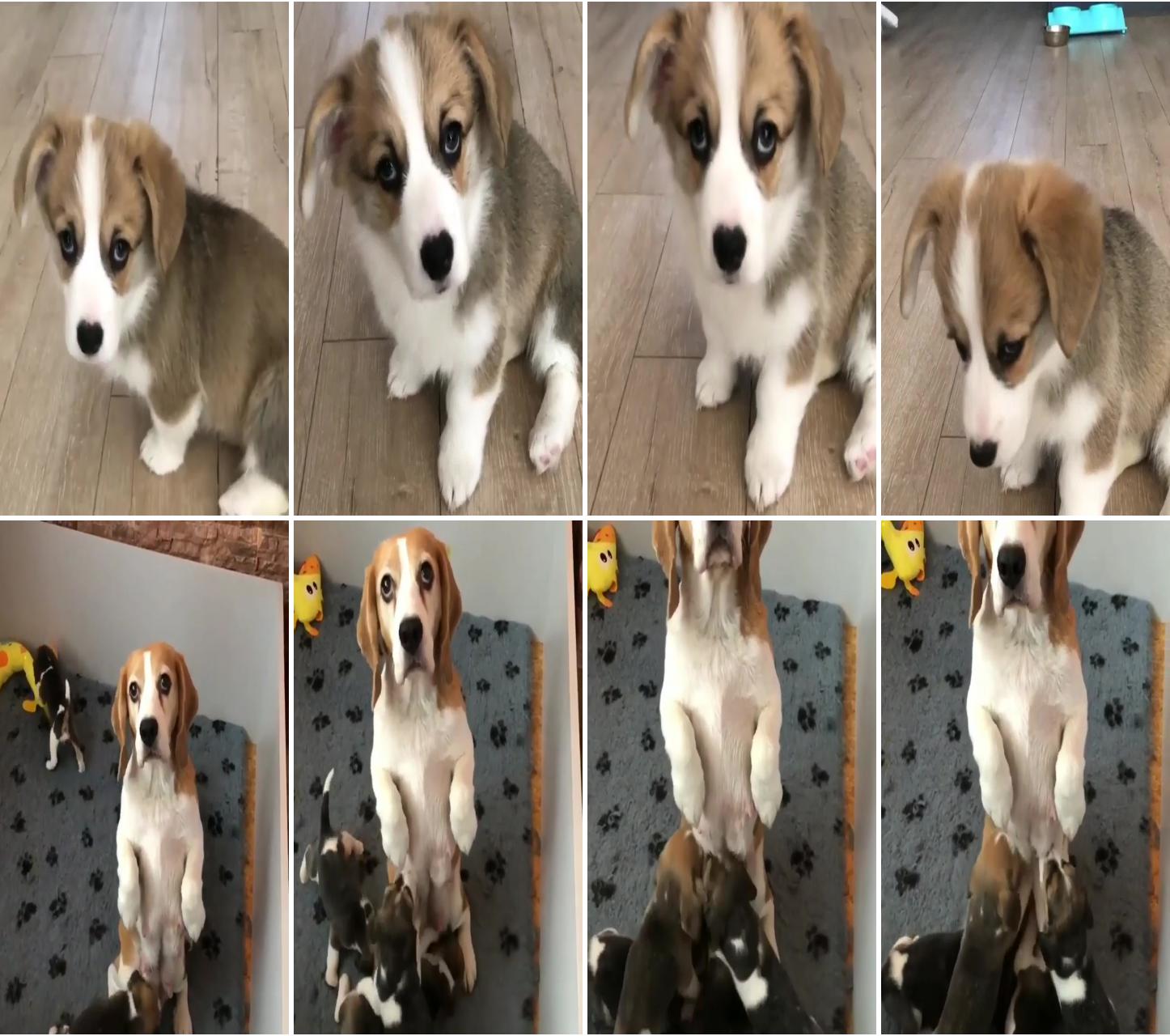 Her nose looks like a heart; beagle family