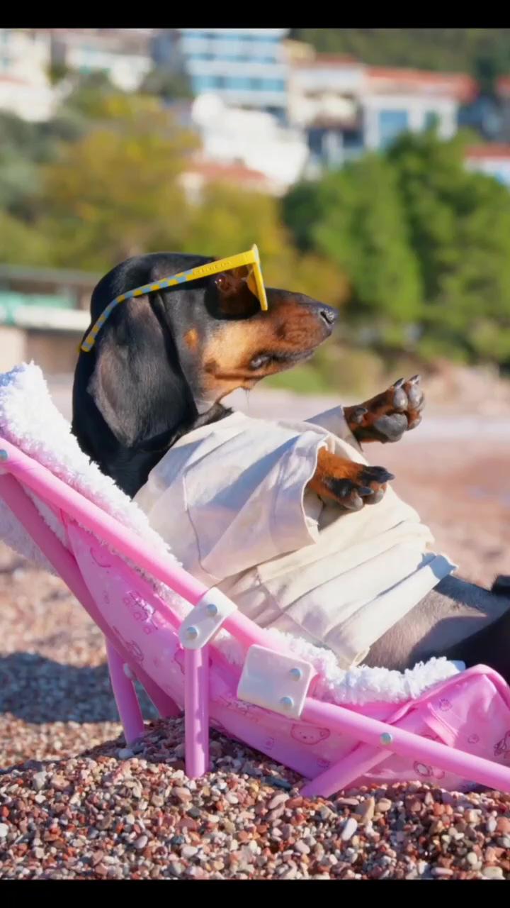 Holiday time, relaxing | funny dachshund video