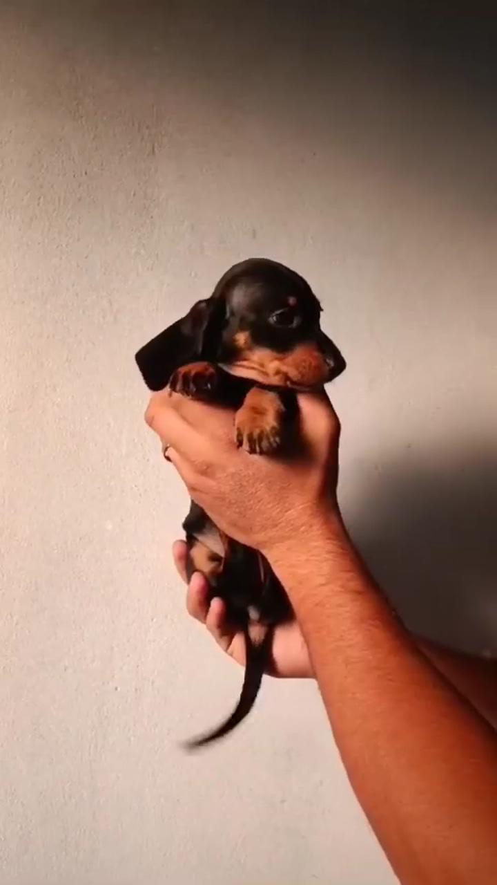 How cute  | funny dachshund